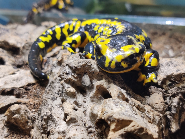 Pyrenean fire salamander